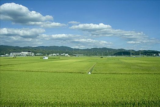 soi cau bach thu ngay hom nay