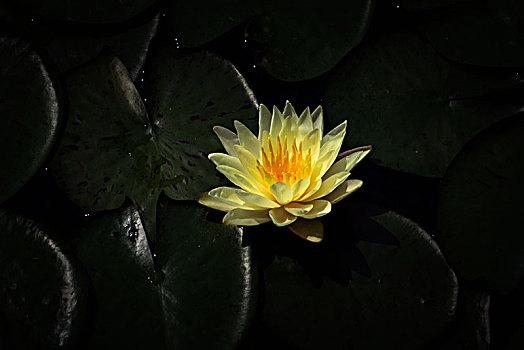 soi cau mien phi mien nam