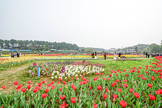 soi cau bach thu de