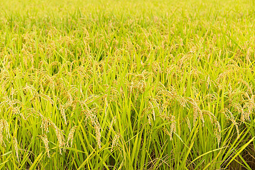 soi cầu xổ số thành phố