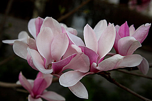 soi lô bạch thủ