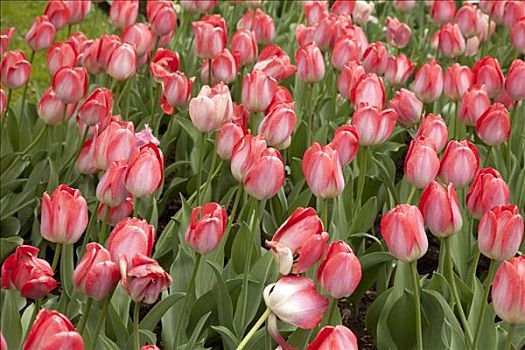 cách đánh đầu đuôi miền nam